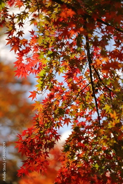 Fototapeta 紅葉
