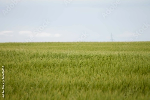 Obraz green wheat field
