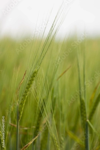 Obraz green wheats