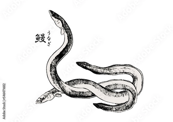 Fototapeta うなぎ 浮世絵 Ukiyoe eel	
eel on a white background