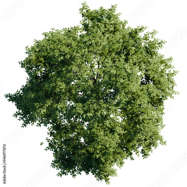 Obraz tree top view plan png high resolution pack