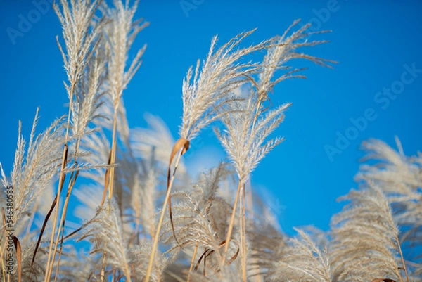 Fototapeta Amur silvergrass (Miscanthus sacchariflorus), is a genus of African, Eurasian, and Pacific Island plants in the grass family.