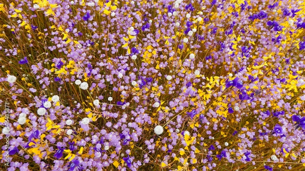 Fototapeta Field of colorful flowers that are beautiful in sunshine day, select focus.