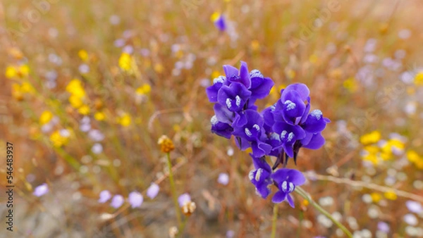 Obraz Field of colorful flowers that are beautiful in sunshine day, select focus.