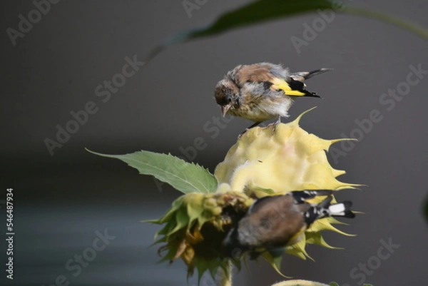 Obraz junger Stieglitz