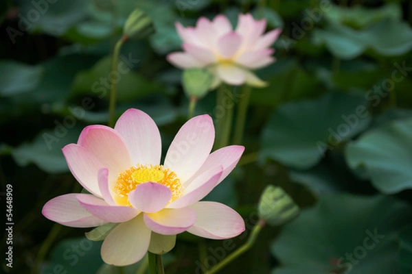 Fototapeta 蓮の花（甲斐姫）