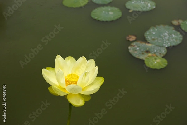 Obraz キバナハスの花（アメリカ黄蓮）