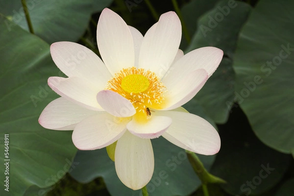 Obraz 蓮の花（甲斐姫）