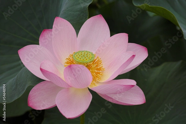 Obraz 古代蓮の花