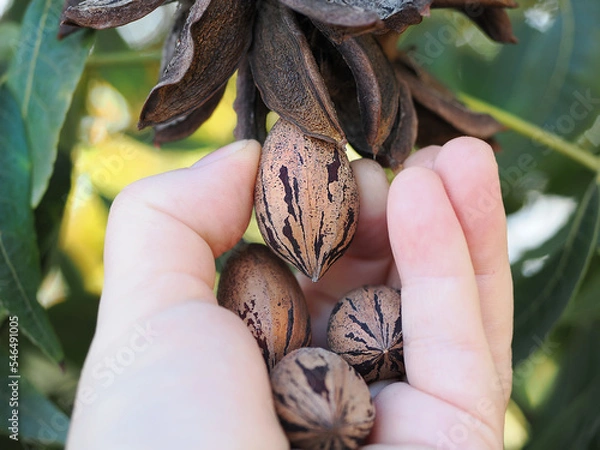Obraz Harvesting pecan by hand