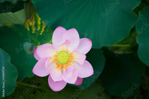 Obraz 古代蓮の花を上から見る