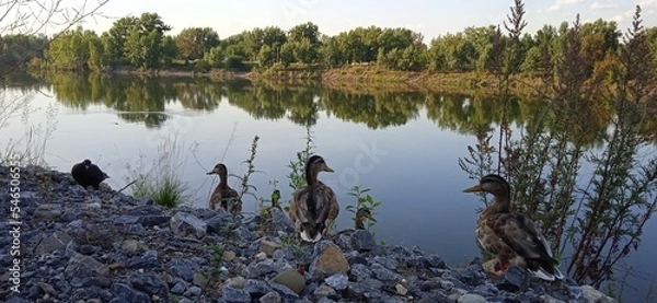 Obraz ducks on the shore
