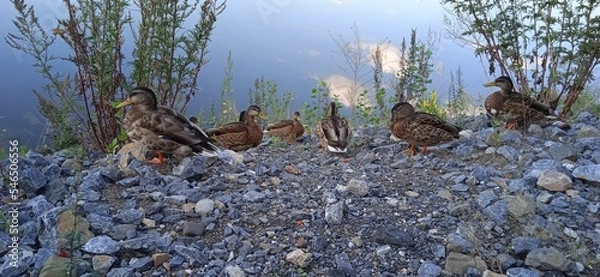 Obraz ducks on the shore