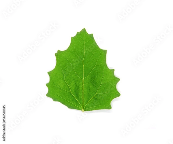 Fototapeta Spring season tree leaf. Top view isolated object on white background. 