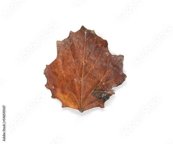 Fototapeta Winter season tree leaf. Top view isolated object on white background. 