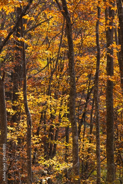 Fototapeta 秋のブナ林