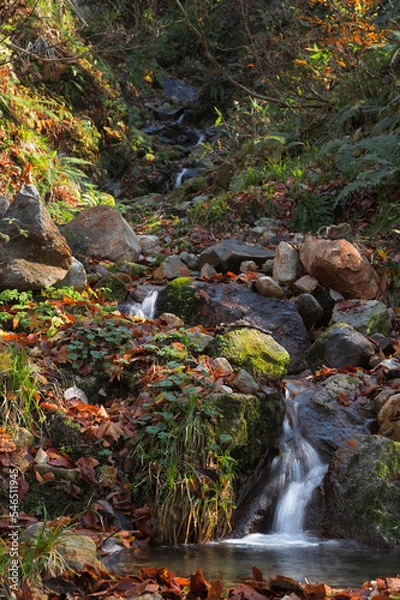 Fototapeta 秋の清流