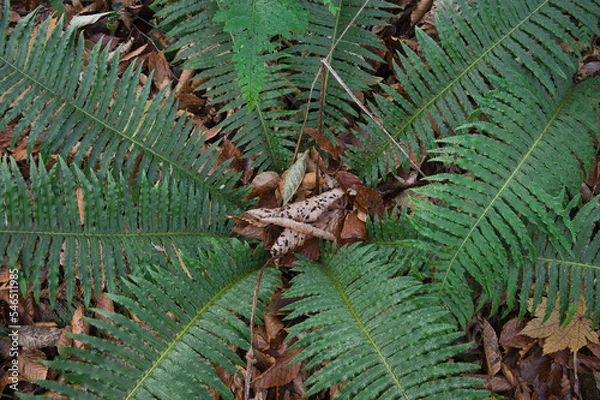 Fototapeta シダ植物