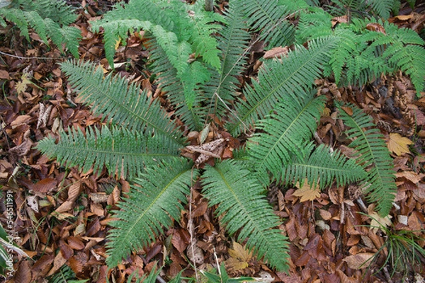 Fototapeta シダ植物