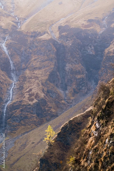 Fototapeta a isolated larch with yellow needles on the rocks in the alps the hohe tauern national park in austria at a autumn day