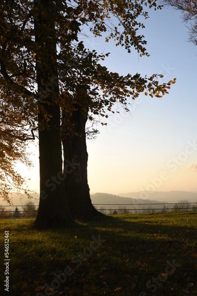 Obraz a group of autumn trees casing shadows during sunset