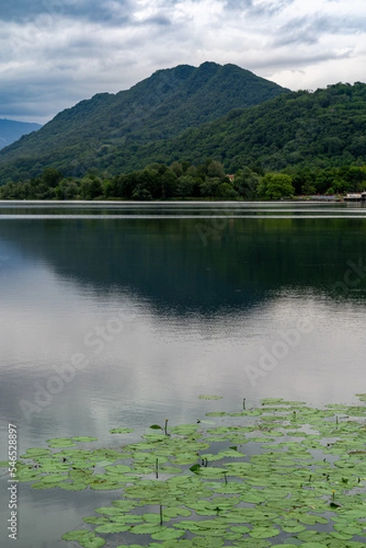 Fototapeta A lake next to a forrest hill in lago di lago, Italy with lily  pads