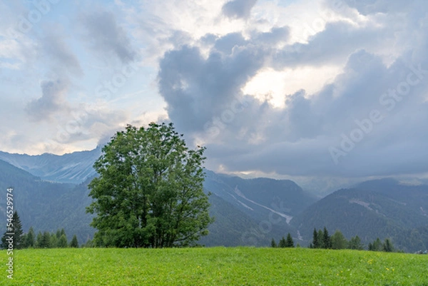 Obraz A lonely tree on the top of alps in grass in front of a clouded sky, Sauris, Italy