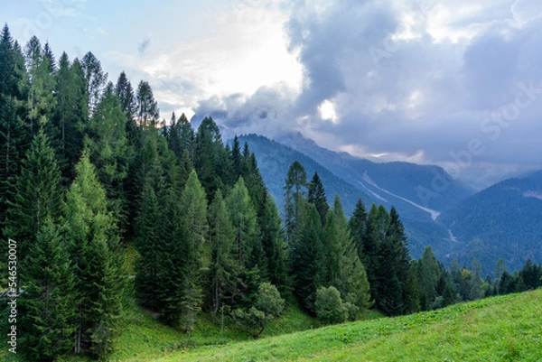 Fototapeta A forest of pines in alps, Sauris, Italy