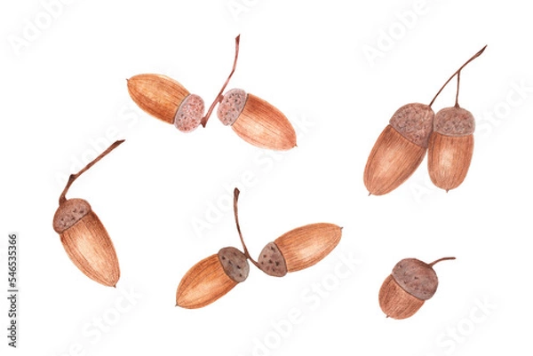 Obraz Watercolor acorns. Isolated objects on a white background.