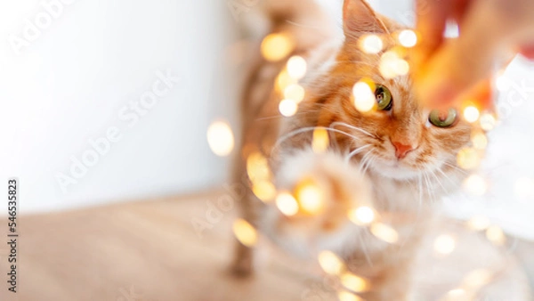 Fototapeta Cute ginger cat plays with  garland of light bulbs. Fluffy pet is trying to touch decorations for New Year or Christmas celebration. Horizontal banner with copy space.