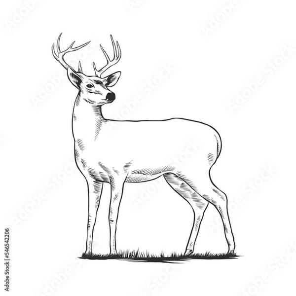 Obraz deer silhouette vector