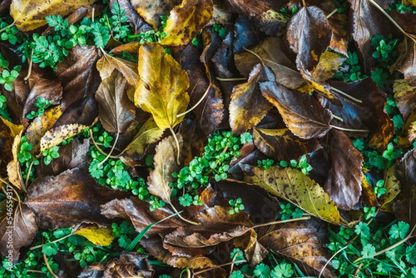 Fototapeta Leaves lying on the ground in the autumn damp forest. Falling leaves from various trees in autumn beautifully cover the forest floor.