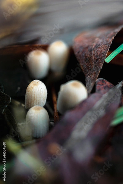 Fototapeta Close-up of mushrooms in the autumn forest.