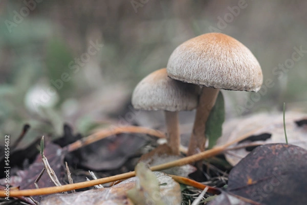 Fototapeta Close-up of mushrooms in the autumn forest.