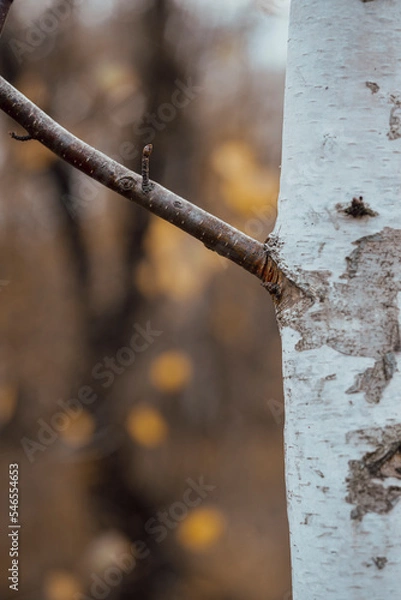 Fototapeta Birch trees in a golden deciduous forest, tree trunks close-up. Bright autumn scene. Atmospheric landscape. Forestry, seasons, ecology, environmental conservation theme