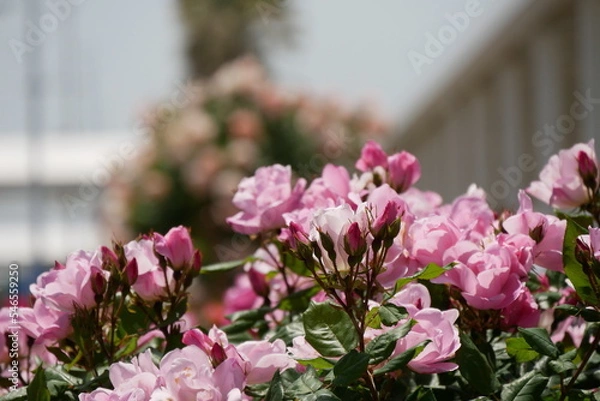 Obraz 上を向くピンクの薔薇