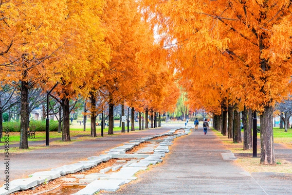 Obraz 東京　秋の舎人公園