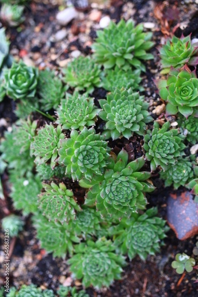 Fototapeta Sempervivum × funckii rojnik funcka