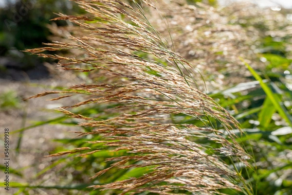 Fototapeta Panicles of pampas grass on the shore of the lake. Windy weather, selective focus