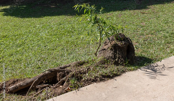 Fototapeta termite mound