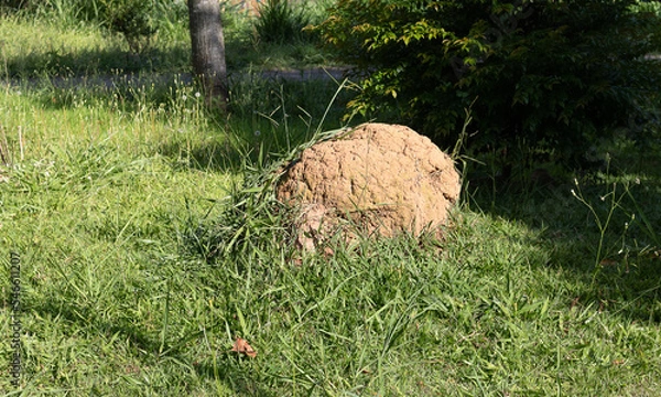 Fototapeta termite mound