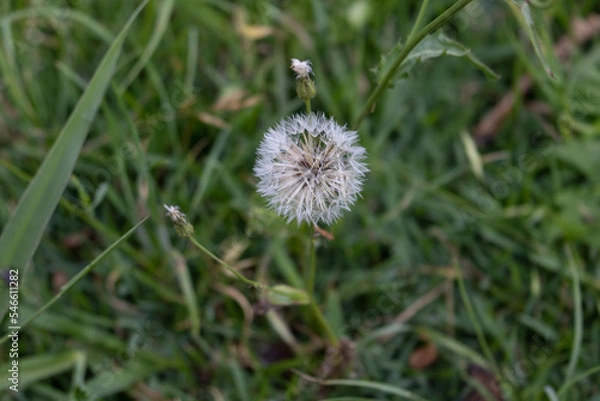 Fototapeta Dandelion