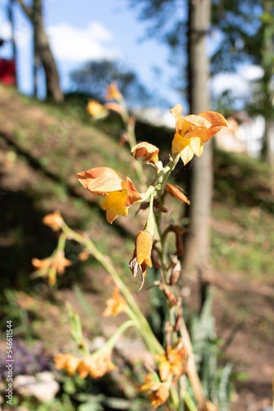 Obraz Closed yellow orange flowers