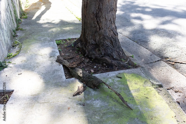 Obraz City tree with loose bark