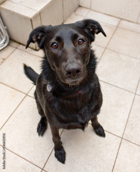 Obraz Black Dog sitting 