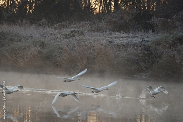 Obraz 飛び立つハクチョウ
