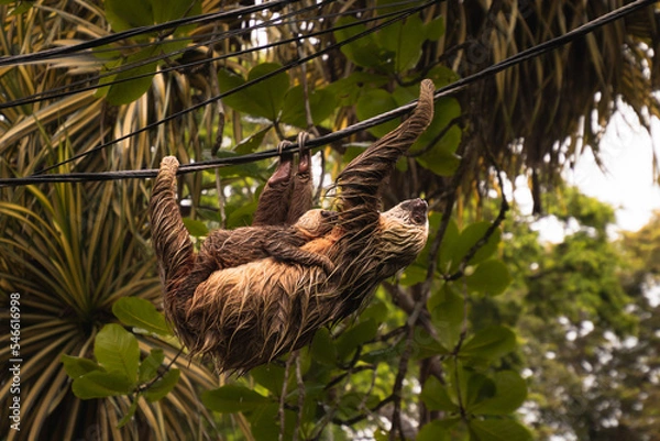 Fototapeta Two adorable sloths, mother carrying her baby, hanging from a cable in the Caribbean of Costa Rica. Sloth breeding. Exotic animals, jungle and tropical climate. Beautiful wild animals.