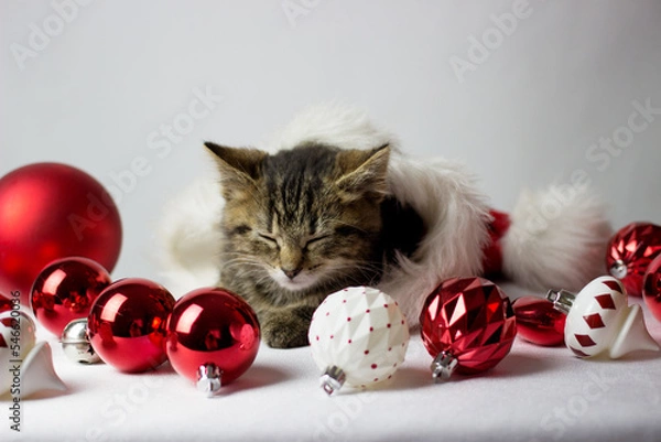 Fototapeta Funny kitten sleeps on a red santa's hat. Christmas decor on a white background. New year card with fluffy cat.