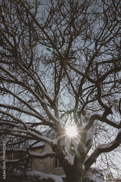 Obraz Sunbeam through the trees
