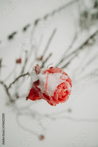 Obraz Red rose in the snow